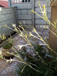 Image result for Thesium bequaertii