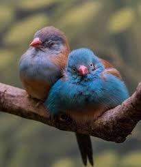 Love Birds Birds Nature Beautifulbitds Liebesvogel Vogelbilder Seltene Vogel