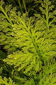 Image result for Selaginella mittenii
