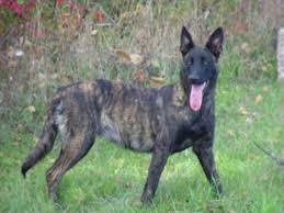 … is a male dutch shepherd working towards his canine good citizenship certificate. Dutch Shepherd Pup 1male For Sale In Waterford Ontario Nice Pets Online