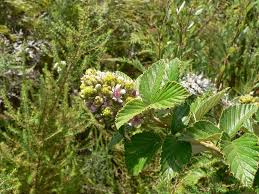 Image result for Rubus apetalus