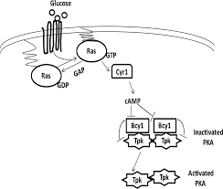 Türkei » süperlig 2021/2022 » 2. Ras Protein Camp Dependent Protein Kinase Signaling Is Negatively Regulated By A Deubiquitinating Enzyme Ubp3 In Yeast Journal Of Biological Chemistry