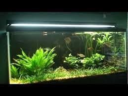 Explaining The Walstad Method The Plants Part 3 Allelopathy Youtube Planted Aquarium Aquarium Fish Fish Tank