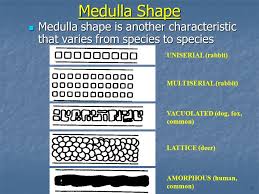 Hairs And Fibers Morphology And Structure Of Hair Ppt Download
