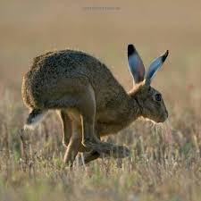The Hare Book Amazon Co Uk The Hare Preservation Trust 9781909823686 Books Hare Pictures Hare Rabbit Sculpture
