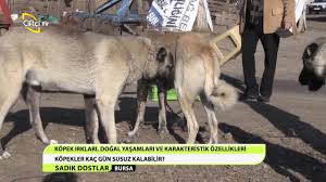Sadik Dostlar Kopek Irklari Bursa Youtube