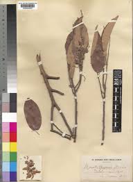 Image result for Marquesia macroura