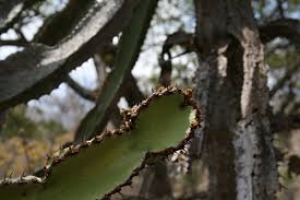 Image result for Euphorbia confinalis