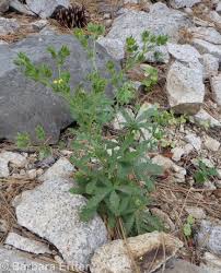 Image result for Potentilla recta