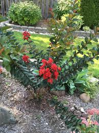 The 'fauriei hybrid' cultivars are highly resistant to powdery mildew and many of them have won the georgia gold. Crape Myrtle Lagerstroemia Emerald Empire Garnet King In The Crepe Myrtles Database Garden Org