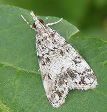 Image result for Scoparia