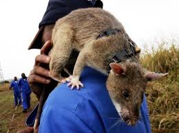 Oul uriaș din suceava este un monument din fibră de sticlă în formă de ou, dezvelit în anul 2009 în municipiul suceava. Cel Mai Mare Sobolan Din Uk