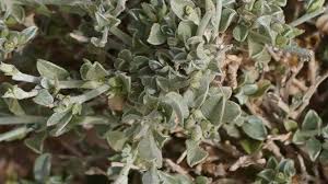 Image result for Seddera