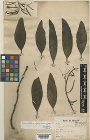 Image result for Helixanthera