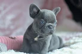 More images for french bulldog puppies colorado for sale » French Bulldog Puppies For Sale Colorado Springs Co 265753