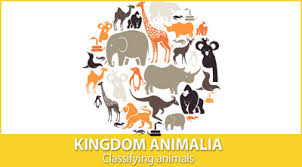 Kingdom Animalia Classifying Animals Mensa For Kids