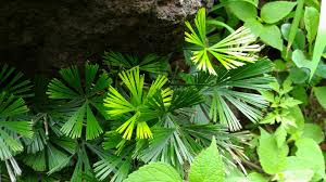 Image result for Actiniopteris dimorpha