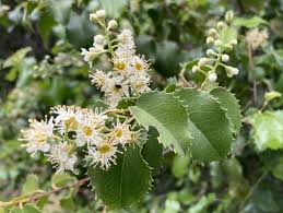Image result for Cassinopsis ilicifolia