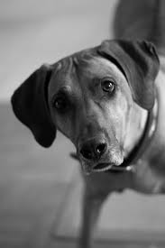 Image result for rhodéský ridgeback
