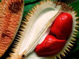 Nah, dari beberapa ulasan di atas, anda tentu sudah bisa memahami bahwa ada banyak varian harga bibit durian unggul 2019. Promo Wa 0812 8560 4125 Jual Bibit Durian Super Unggul Cepat Buah