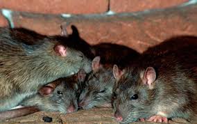 Check spelling or type a new query. Deratisation A Saint Louis Traitement Deratiseur Rats Souris