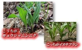 行者にんにくと毒草イヌサフランの違いや見分け方は 比較画像も Ats Blog
