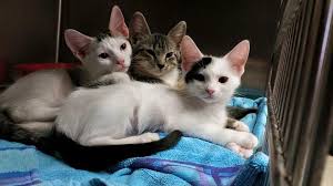 Treating sick/injured abandoned animals and making them available for adoption. New Beginnings For Animals New Beginnings For Animals