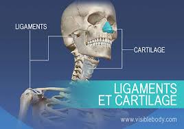 Actuellement, la barre des 5000 patients covid dans les services de réanimation a déjà été franchie. Presentation Visuelle De L Anatomie Humaine