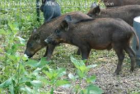 If wild hogs were still just in two more or less isolated pockets in the state, it's likely twra would have never uttered the word eradication. Wild Hogs In Tennessee