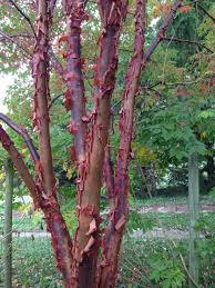 When the blocks ripen they can be broken. One Of The First Trees That Should Be Put In Acer Griseum Paperbark Maple Small Trees For Garden Garden Trees Ornamental Trees