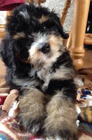 Black Bernese Mountain Dog Poodle Mix The Bernedoodle Is A Cross Breed Formed With Contributions From The Poodle And Bernese Mountain Dog This Breed Blen Dog Training Easiest Dogs To Train Puppies
