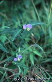 Image result for Commelina latifolia