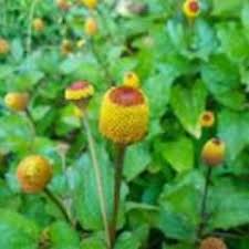 Image result for Spilanthes costata