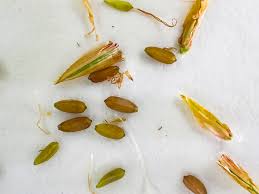 Image result for Cyperus articulatus