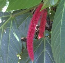 Image result for Amaranthus dubius
