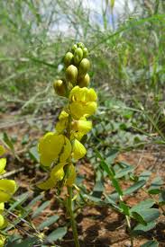 Image result for Senna italica