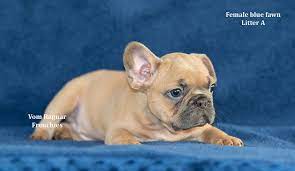 «tank» french bulldog puppy with his best friend bunny rabbit «thumper». French Bulldog Puppies Southern Illinois Bmo Show