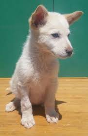 They are all very happy, confident, protective & well adjusted white. White German Shepherd Puppy Female For Sale In San Diego California Classified Americanlisted Com