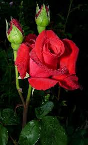We did not find results for: Pin By Chutikern Lor On Red Rose Flowers Beautiful Rose Flowers Hybrid Tea Roses Rose Trees