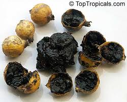 The jam fruit tree (the burgher trilogy, book 1) by. Randia Formosa Blackberry Jam Fruit Toptropicals Com
