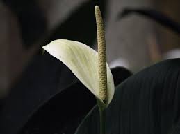 Anthurium Flower Facts Growing Caring Anthuriums Plant Anthurium Flower Anthurium Anthurium Care