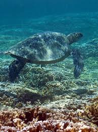 Sandy beach is a beach on the south shore of oʻahu in hawaii. Hawaiian Green Sea Turtles In Hanauma Bay