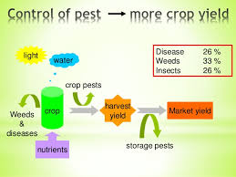 The alarming increase in tick population and lyme disease cases have been attributed to the most recent mild organic pest control methods continue to remain effective long after they have been introduced to the home. Pest Management In Organic Farming