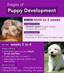 This usually comes on during the third stage of puppy in terms of physical puppy development, your pup will likely look like a teenager as well at this stage of puppy development, your pup's greatest needs are for discipline, exercise, sturdy chew. Puppy Stages Early Dog Development From Newborn Puppy To Adulthood Bechewy