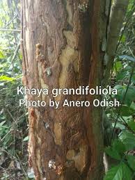 Image result for Khaya grandifoliola