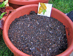 Below, i'll give you tons of. Potting Soil Wikipedia