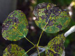 Plant trees in cooler areas, keep watered and use mulch to keep soil at base of tree cooler. Common Insects Diseases Of Aspen Colorado State Forest Service