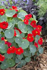 Image result for Nasturtium