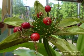 Image result for Scadoxus membranaceus