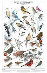 Amazon Com Garden Bird Poster And Wildbird Identification